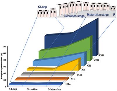 Disruption of Steroid Axis, a New Paradigm for Molar Incisor Hypomineralization (MIH)